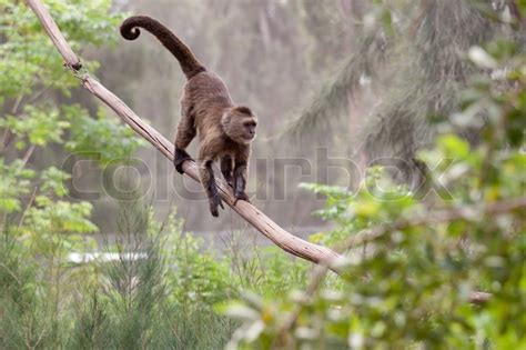 Monkey with long tail standing on a tree | Stock Photo | Colourbox