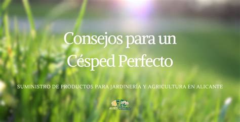 Consigue un césped perfecto con estos sencillos consejos de jardinería