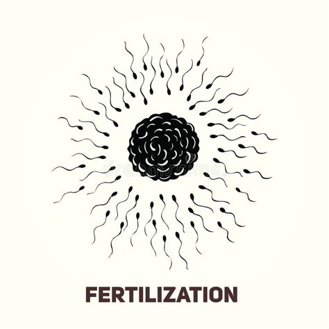 Fertilization Process Human Sperm Cell Icon Abstract Icon Goal Sperm