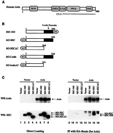 HIC Interacts With Axin In Vivo A Schematic Representation Of The