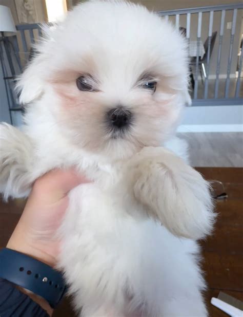 Korean Maltese Puppy Dogs And Puppies For Rehoming Regina Kijiji