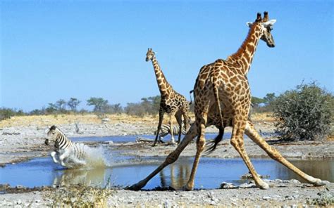 Les Fonds D Cran Trois Girafes Debout Sur Du Sable Blanc Pendant La