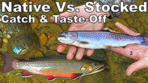 Stocked Vs Native Brook Trout Catch Cook Taste Off Youtube