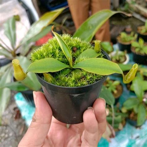 Jual Kantong Semar Nepenthes Longifolia Sp Kecil Di Seller Loa