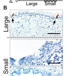 CFTR Expression In Airway Surface Epithelia Of CFTR Pigs A