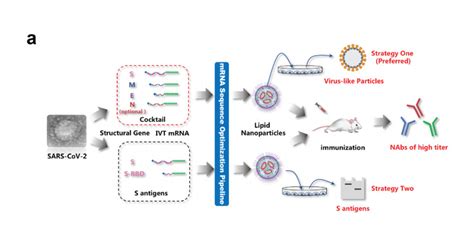 Towards An Effective Mrna Vaccine Against 2019 Ncov