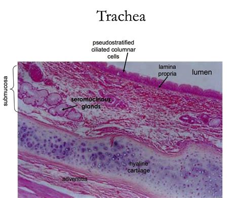 Trachea Histology Histology Slides Human Anatomy And Physiology