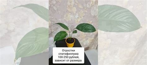 Спатифиллум купить в Пензе | Товары для дома и дачи | Авито