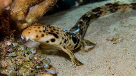 Se Ha Encontrado Una Especie De Tibur N Capaz De Caminar Invdes