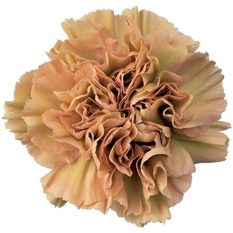 Terracotta Carnation Wholesale Florist Wholesale Flowers Flower Names