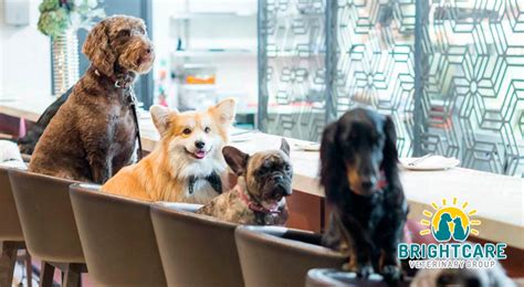 Dog-Friendly Restaurants in Mission Viejo, CA