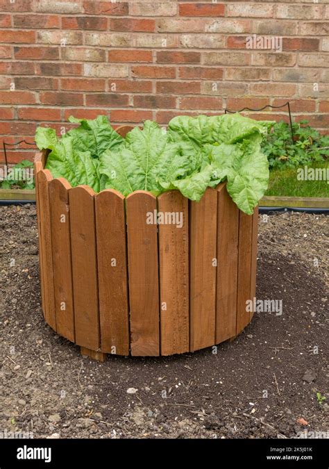 Timperley Early Rhubarb Growing Inside Circular Enclosure Which