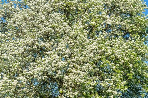 Premium Photo Apple Blossoms