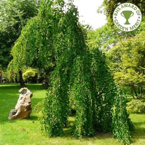 Cercidiphyllum Japonicum Pendulum Weeping Katsura Trees