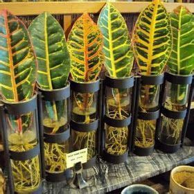 Curiosidades Sobre A Planta Croton Artofit