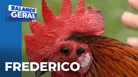 Frederico gosta de dar um rolê com o dono e já é figura carimbada nos ...