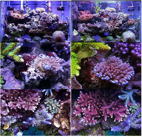 Aquaviki Inspirations Vodka Dosing For Reducing Nitrates In A Reef Aquarium