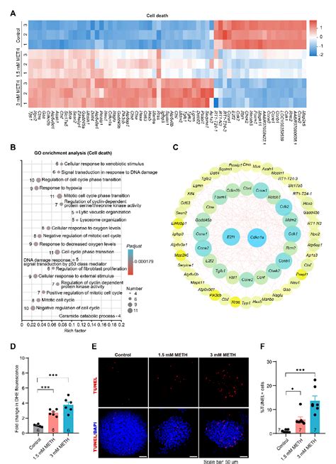 Figure From Methamphetamine Exposure Drives Cell Cycle Exit And