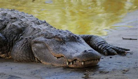Study Shows How Temperature Determines Sex In Alligators Science News Zee News