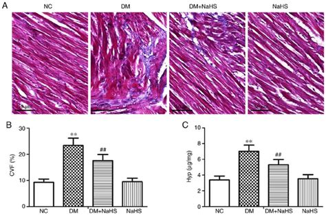 Effect Of Exogenous Hydrogen Sulfide On Collagen Deposition In