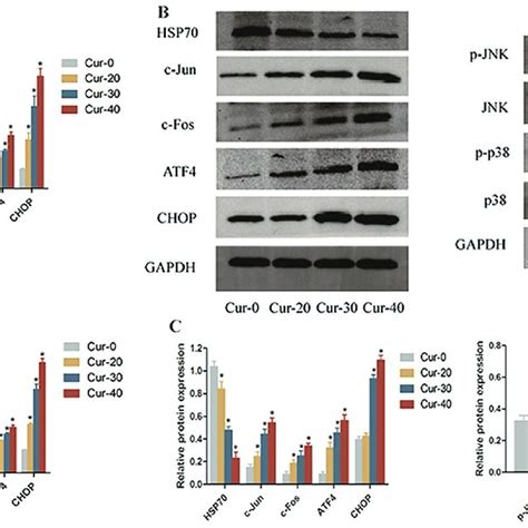 Curcumin Induces Apoptosis Of Adrenocortical Carcinoma Cells Through