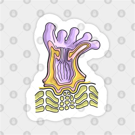 Coral Polyp Anatomy Diagram - Marine Biology Illustration - Coral Polyp - Magnet | TeePublic