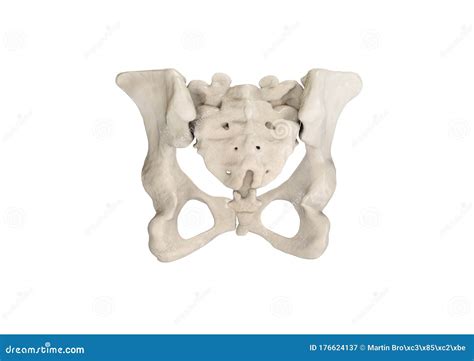 Pelvis Human Skeleton Female Pelvic Bone Anatomy Hip 3D Artwork