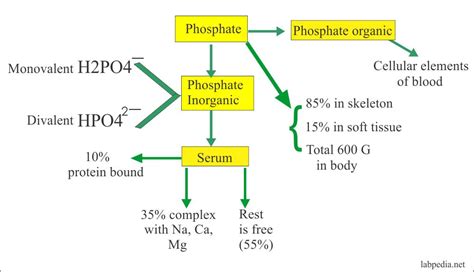 Phosphorus P Inorganic Phosphate Po4 Inorganic Phosphorus