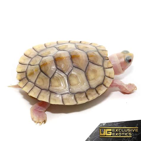 Baby Caramel Pink Red Ear Slider Turtle Underground Reptiles