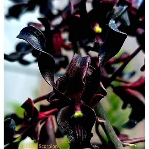 Jual Anggrek Dendrobium Black Spider Seedling Shopee Indonesia