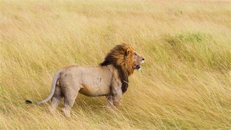 Kenya Wildlife Safari: An Experience You Will Never Forget