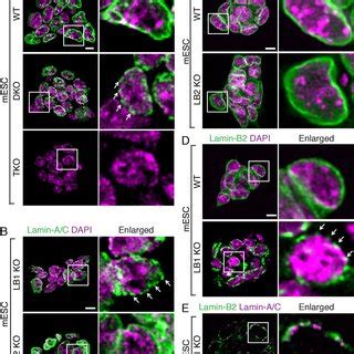 Effect Of Lamin B On Assembly Of Lamin A C And Lamin B In Mescs A