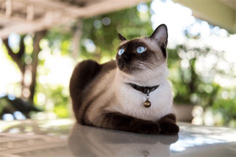 Siamese Cat Mystique Unveiling Their Enigmatic World Dwfocus