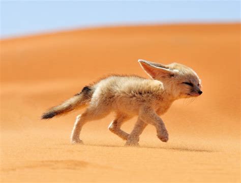 Fennec fox - WikiFur, the furry encyclopedia