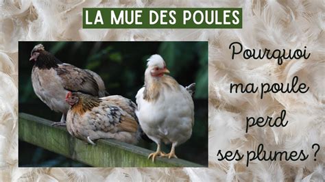 La Mue Des Poules Pourquoi Ma Poule Perd Ces Plumes Poules Au