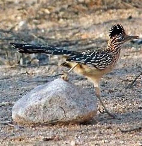 Darlings Of The American Deserts Photos Of The Greater Roadrunner