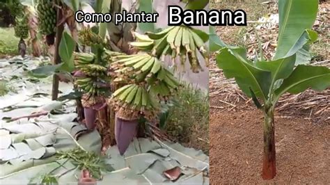 Como Plantar Banana Forma Mais F Cil E Simples De Plantar A Banana