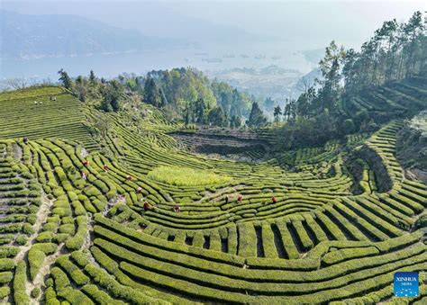 Chinese Embassy In Switzerland On Twitter Tea Picking Workers Are