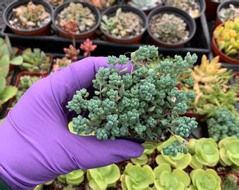 Sedum Dasyphyllum Minorrainbow Sedum Rooted Ground Cover Etsy