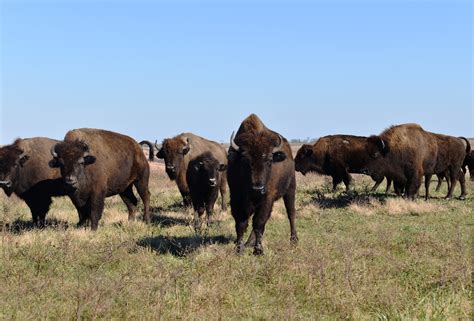 The Bison That Protect One Of Missouris Last Prairies