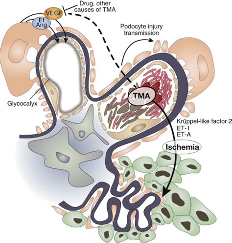 Talking Back The Podocytes And Endothelial Cells Duke It Out Kidney