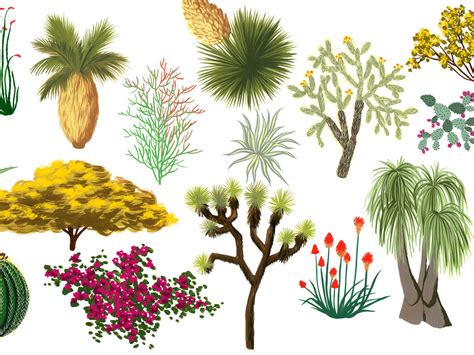 Desert Plants For Kids