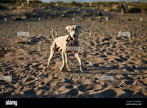 Funny dog on beach Stock Photo - Alamy