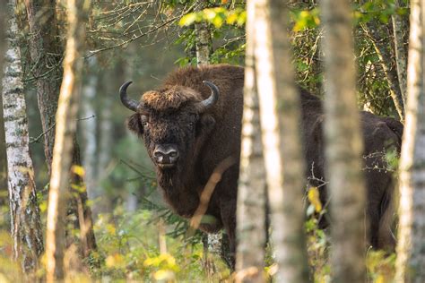 Most Primary Forests In Europe Are Under Protection Disagreements