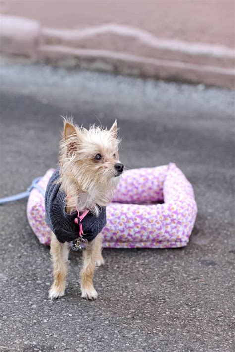 dog sweater sewing pattern and cute puppy pictures! - see kate sew