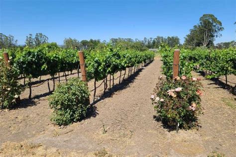 San Francisco Halbt Gige Weintour Mit Verkostungen Inbegriffen