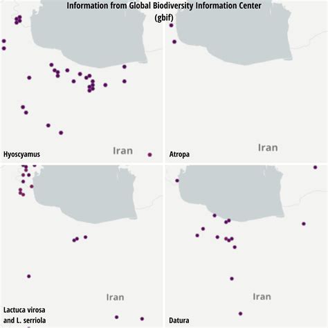 Is Wild Lettuce Toxic? - Feral Foraging