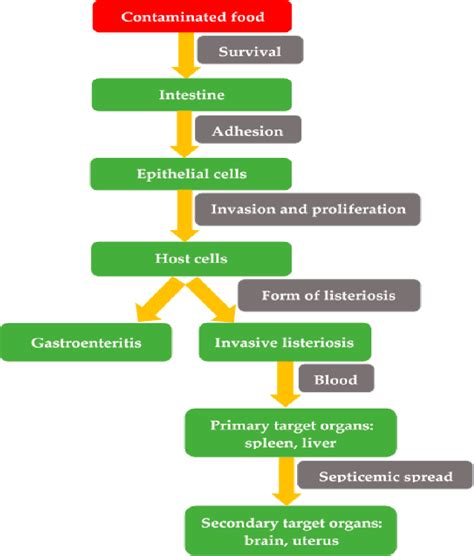 Pdf Listeria Monocytogeneshow This Pathogen Uses Its Virulence