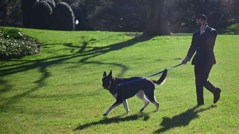 Nach Bei Vorfall Bidens Hund Major Hat Wieder Jemanden Noz