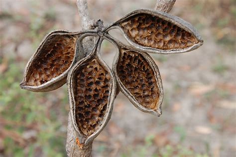 Seed Pods Seed Pods Seeds Pods